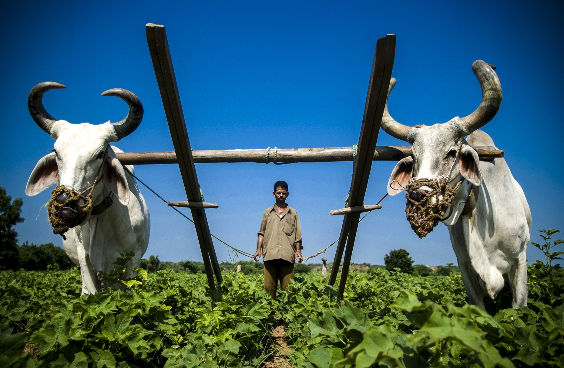 Fair trade cotton farmer, India
