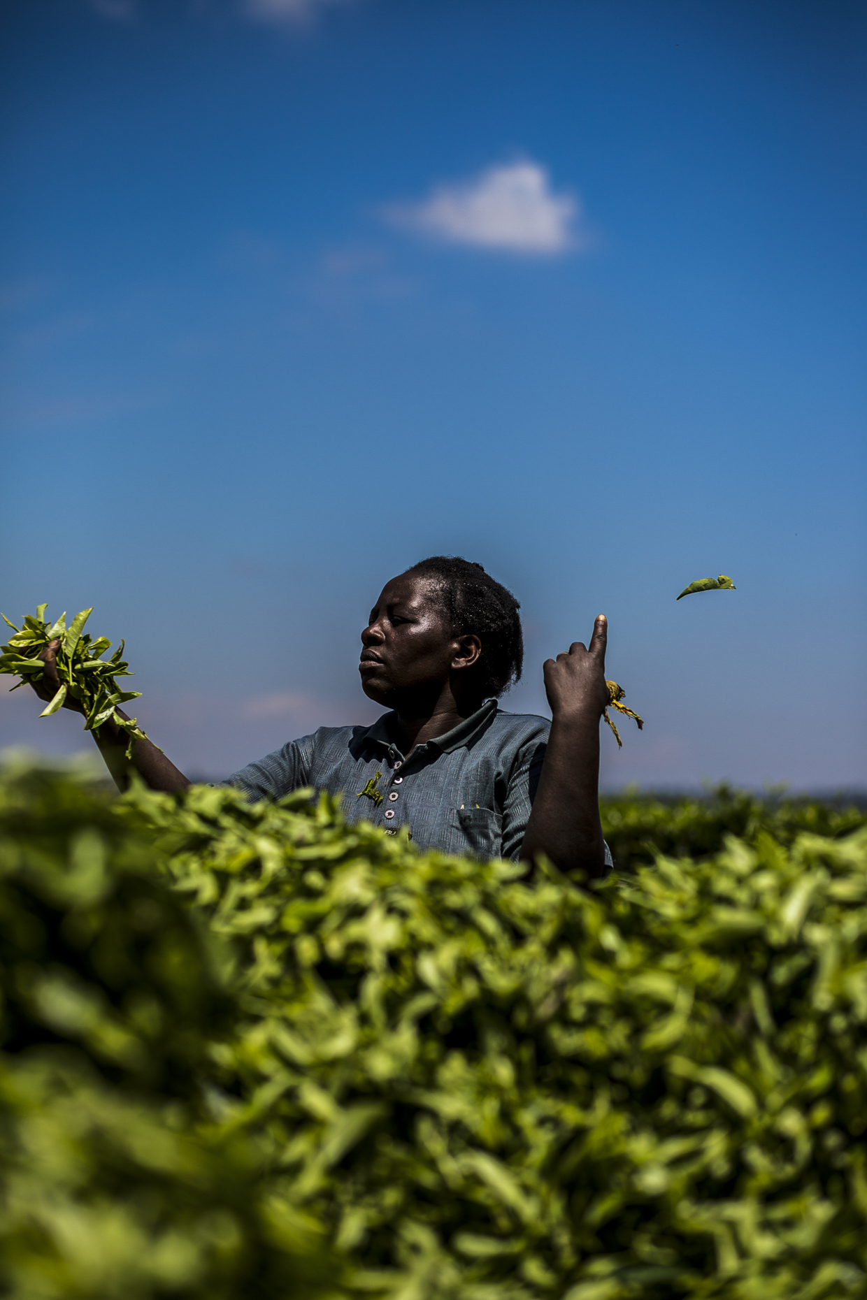 Tea plucker, Kenya