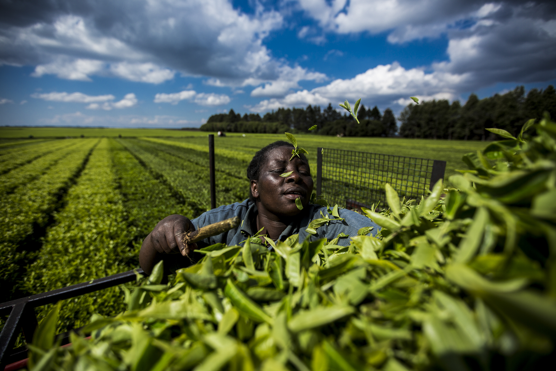 Tea plucker, Kenya