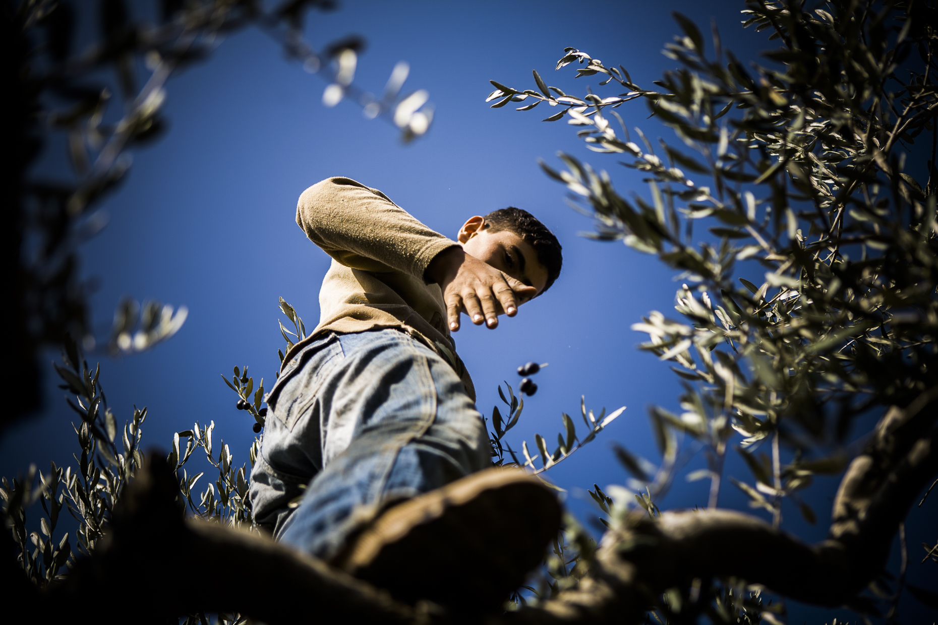 Olive farmer, West Bank